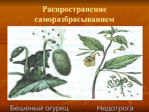 Летающий огурец