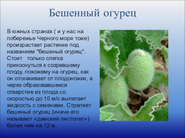 Бешеный огурец выстреливает семена