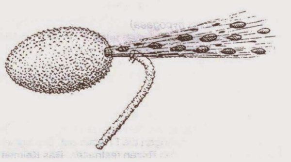 Бешеный огурец на прозрачном фоне