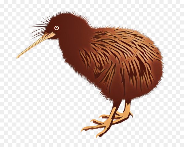 Киви птица вектор