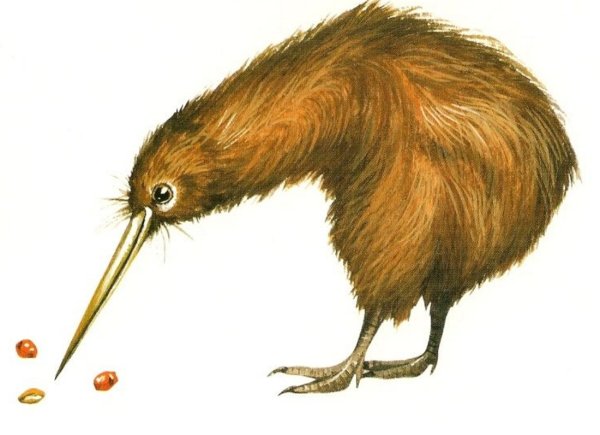 Киви птица рисунок