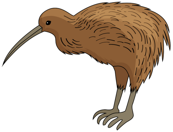 Птица киви на прозрачном фоне