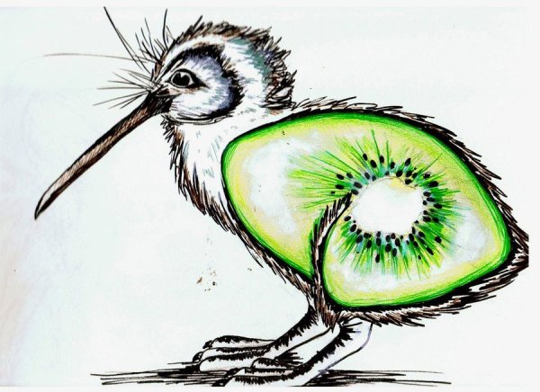 Киви птица раскраска для детей
