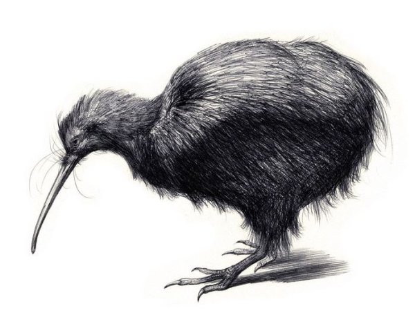 Птица киви ареал