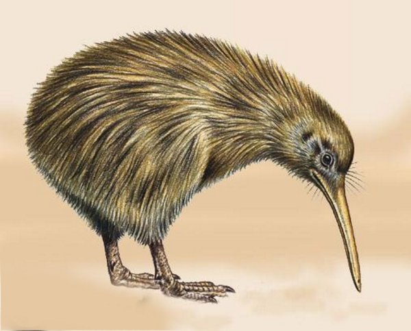 Птица киви нарисовать