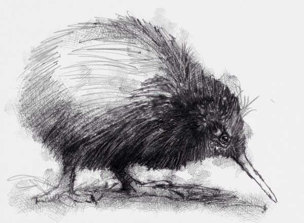 Мультяшка птица киви