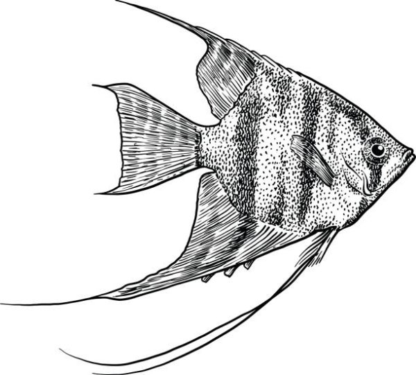 Скалярия аквариумная рыбка раскраска