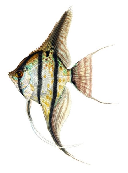 Рыбка Скалярия