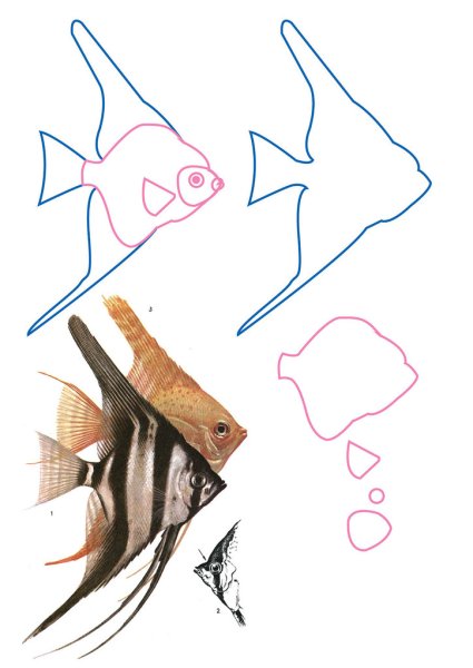 Рыбка Скалярия