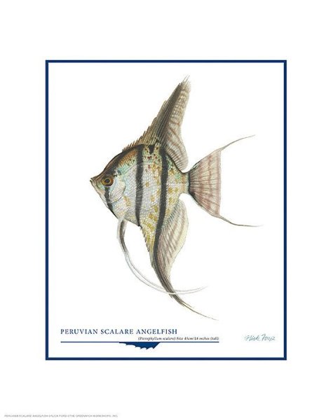 Скалярии акварелью