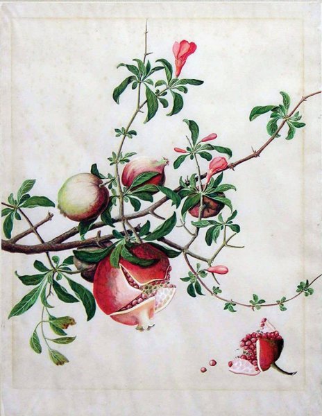 Ветка граната