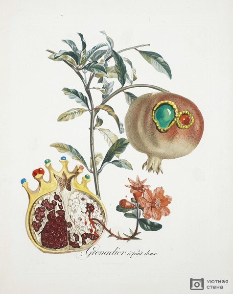 Ботанические иллюстрации Сальвадора дали