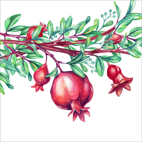 Гранатовая веточка