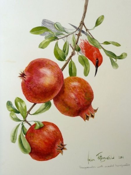 Гранат Ботаническая иллюстрация