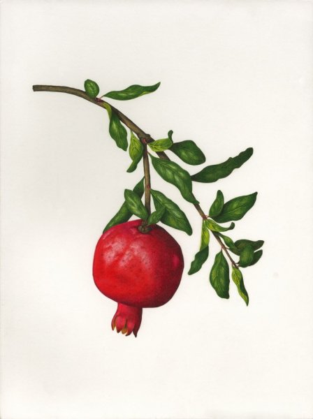 Гранат с веточкой