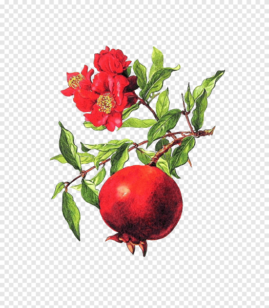 Гранатовое дерево цветы и плоды