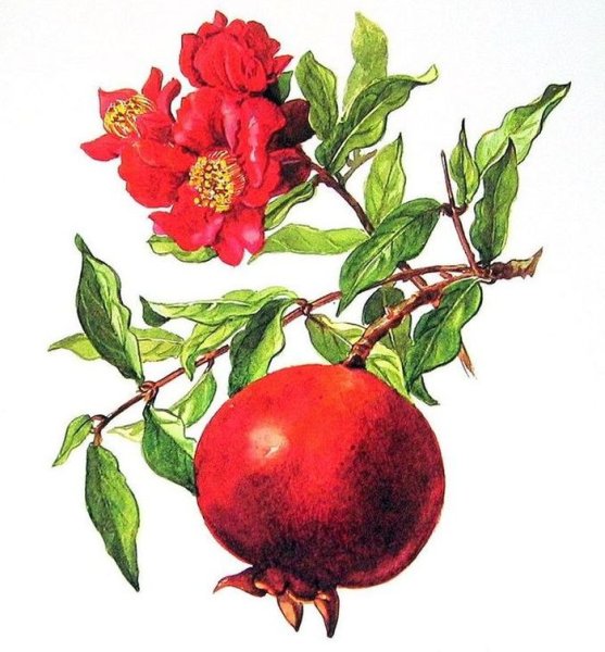 Гранат Ботаническая иллюстрация