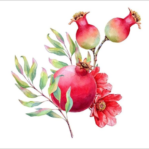 Гранат с веточкой