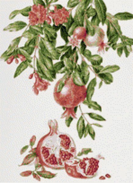 Цветок граната Ботаническая иллюстрация