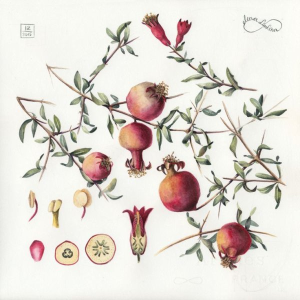 Punica granatum иллюстрация Ботаническая