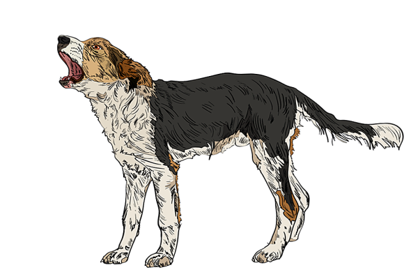 Тело собаки