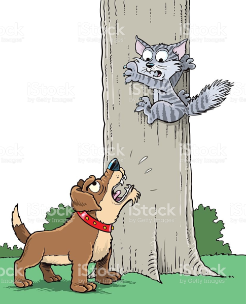 Собака лает на кошку