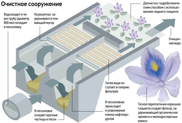 Очистка воды с помощью растений