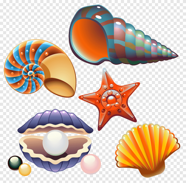 Морские ракушки для детей