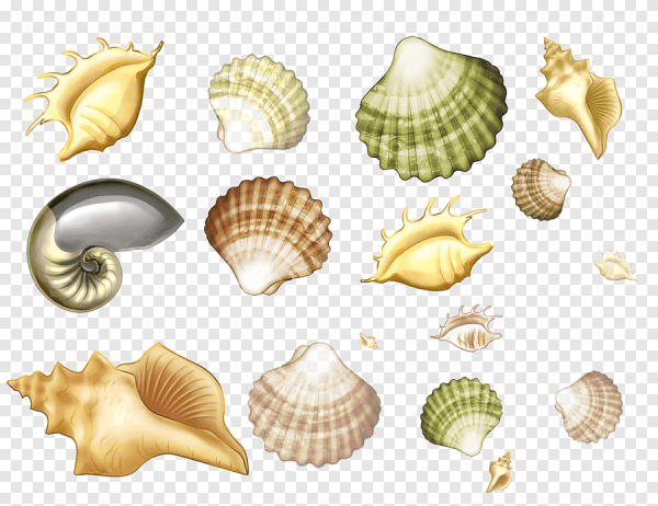 Маленькие ракушки