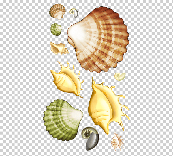 Ракушка для детей