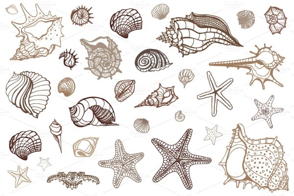 Ракушка контурный рисунок