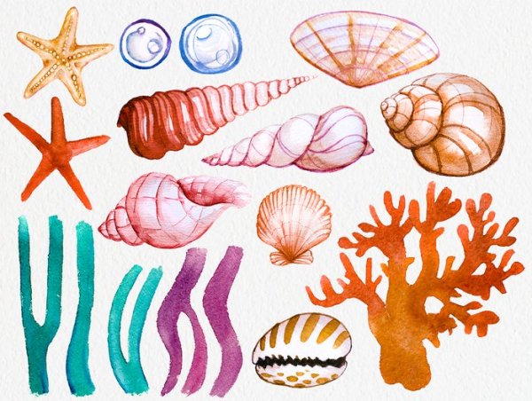 Водоросли ракушки и морские обитатели