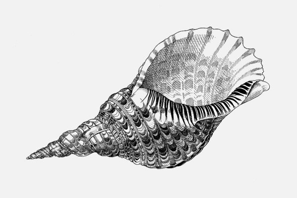 Ракушка рисунок