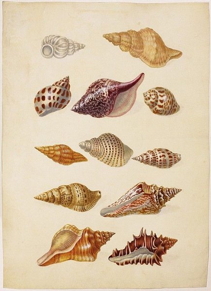 Винтажные ракушки