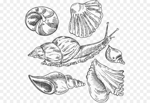 Ракушки морские
