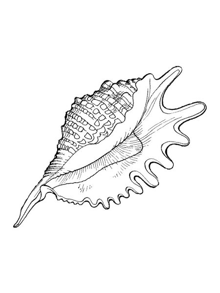 Раскраски ракушки морские