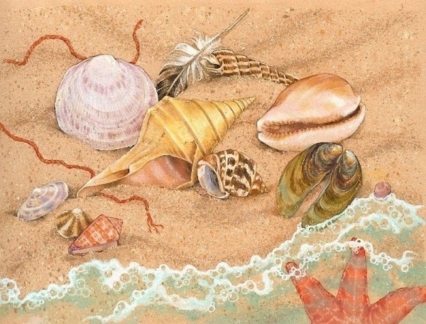 Рисование морских раковин