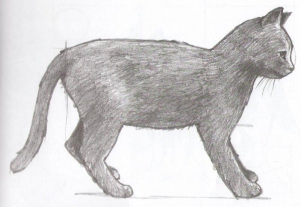Кот сбоку рисунок