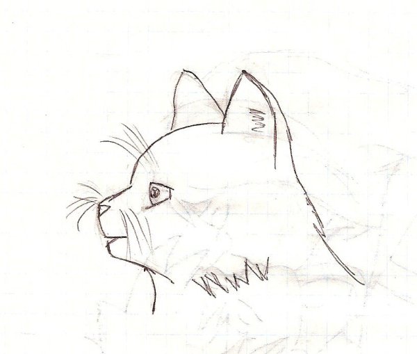 Кошачья голова сбоку