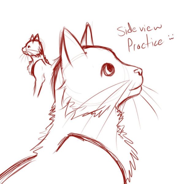 Кошка с разных ракурсов