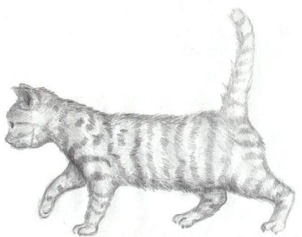 Кот сзади референс