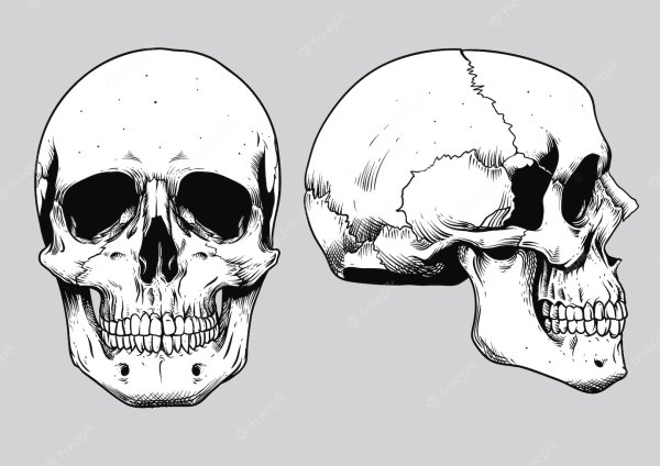 Череп спереди вектор