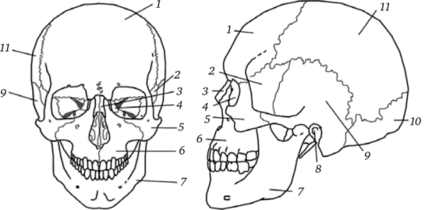 Отдел черепа скуловой кости