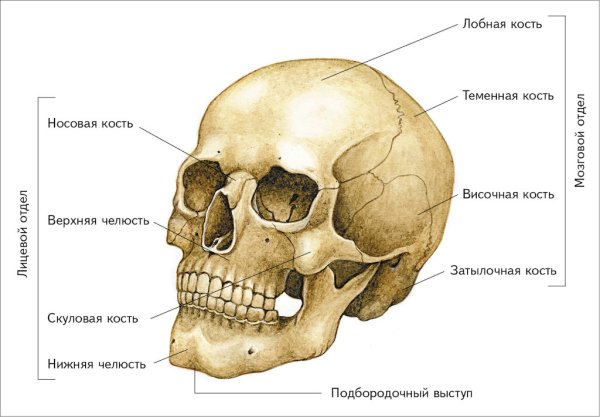 Анатомия человека кости скелета черепа