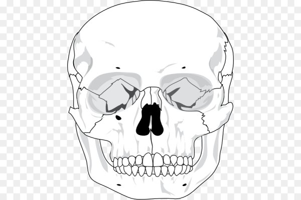 Схематичный череп