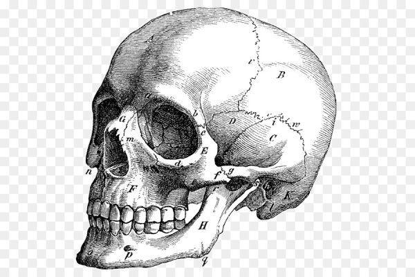 Схематичный череп