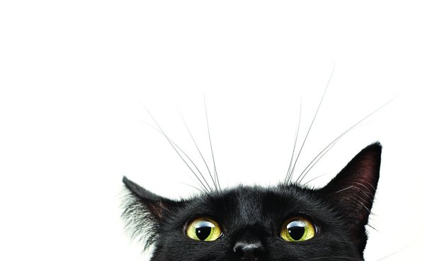 Кот выглядывает из-за угла