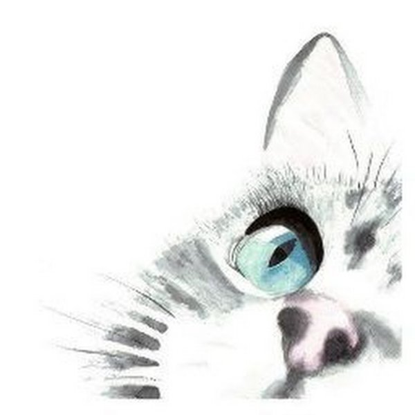 Кот выглядывает