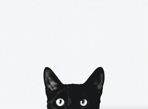 Черный кот выглядывает