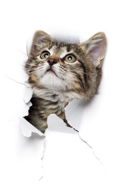 Наклейка - кот